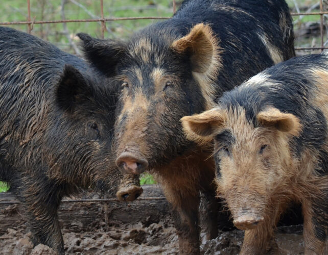 Choctaw Hog